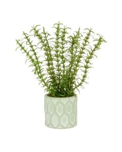 Rosemary Potted 25cm