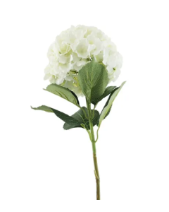 Essential Giant Hydrangea KD - Cream