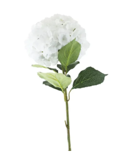 Essential Giant Hydrangea KD - White