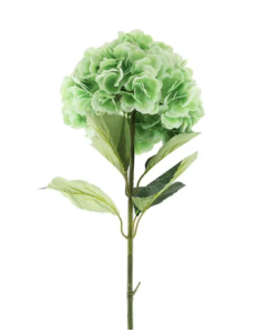 Essential Giant Hydrangea KD - Light Green