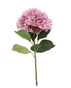 Essential Giant Hydrangea KD - Light Pink