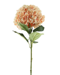 Essential Giant Hydrangea KD - Peach