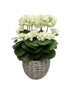 43cm Cream Geranium In Grey Basket