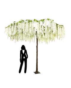 290cm Umbrella Wisteria Tree