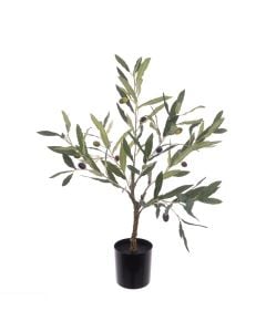 Olive Tree In Pot 60cm