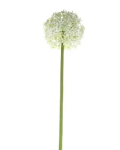 76cm Single Allium Cream/White