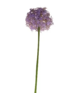 76cm Single Allium Lavender