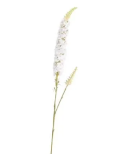 Veronica Spray Cream