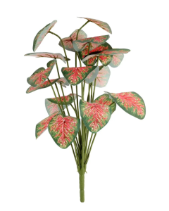 Plant House Caladium 46cm