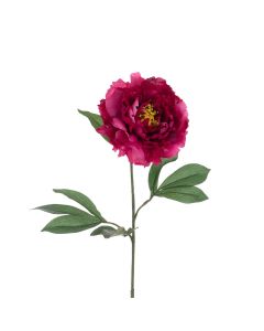 ECO Peony Stem 80cm Beauty