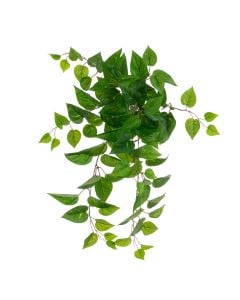 ECO Pothos Hanging Bush UV Protected