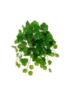 ECO Aralia Balfouriana Bush UV Protected