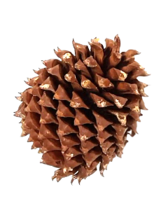 Coulter Cone Natural App 20cm