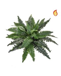 Boston Fern Medium 70cm FR