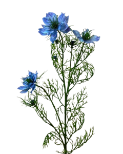 Artificial Nigella Spray 69cm Blue