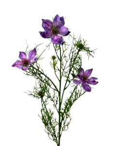 Artificial Nigella Spray 69cm Purple