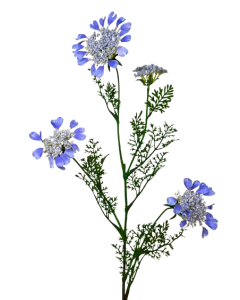 Artificial Queen Annes Lace 96cm Blue