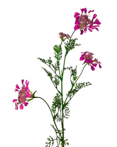 Artificial Queen Annes Lace 96cm Cerise