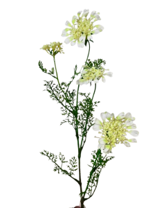 Artificial Queen Annes Lace 96cm Cream