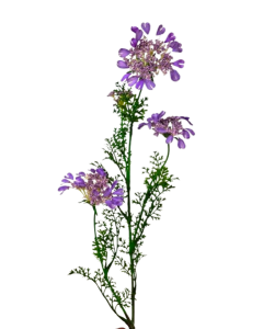 Artificial Queen Annes Lace 96cm Lilac
