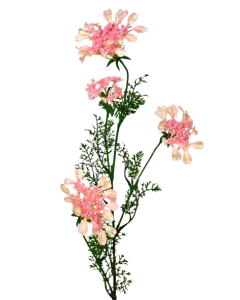 Artificial Queen Annes Lace 96cm Pale Pink