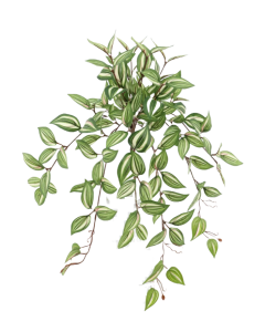 Artificial Tradescantia Hanging Bush Green/Red 57cm