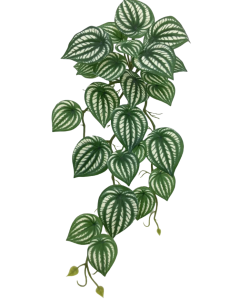 Artificial Hanging Variegated Peperomia Green/White 45cm