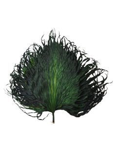Anahaw Leaves Apple Green x 5pcs
