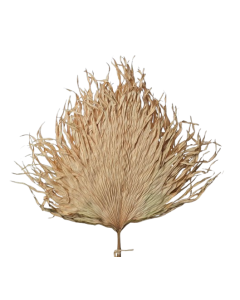 Anahaw Leaves Natural x 5pcs