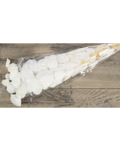 Eucalyptus Populus Bleached App 100g