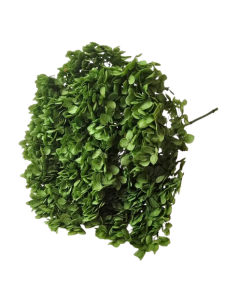 Preserved Hydrangea 25 - 30cm Natural Green