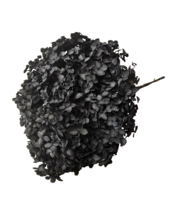 Preserved Hydrangea 25 - 30cm Black