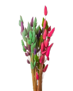 Lagarus Mixed Colours Cold App 50g