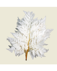 Leather Fern Bleached x 10pcs