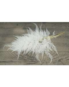 Snow Flake Fern Bleached x 10pcs