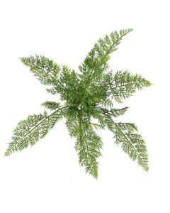 Asparagus Bush 45cm UV Protected