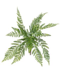 Asplenium Fern Bush 55cm UV Protected
