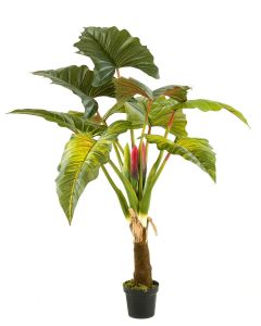 Colocasia Tree 160cm