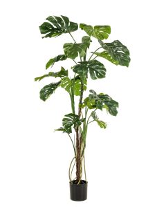 Monstera W/Air Roots 180cm