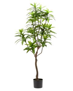 Dracaena Tree 130cm