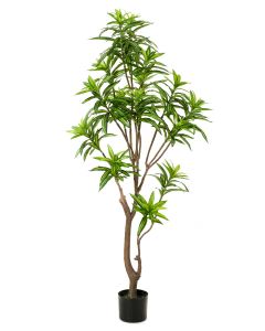 Dracaena Tree 155cm