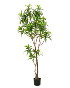 Dracaena Tree 190cm