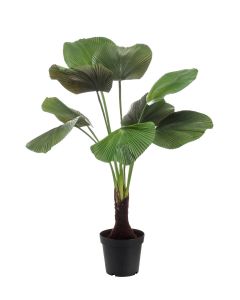Licuala Palm 130cm