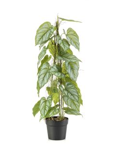 Anthurium On Stem In Pot 80cm