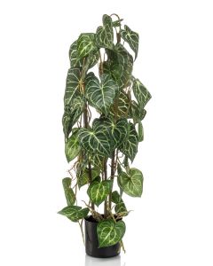Anthurium 3 Stems In Pot 75cm