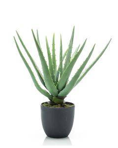 Aloe In Pot 35cm
