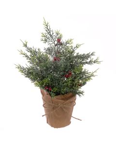 Frosted Cypress W/Berry In Pot 30cm
