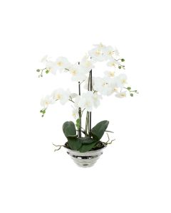 Phalaenopsis Orchid In Pot 77cm