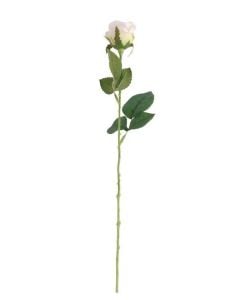 Buckingham Rose White