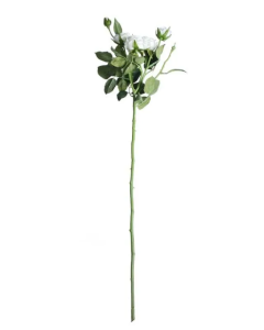 Camelot Garden Rose Bridal White